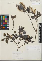 Foto von Salix glabra Scop.